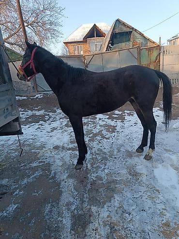 Другие животные: Продаю | Конь (самец) | Английская — 1