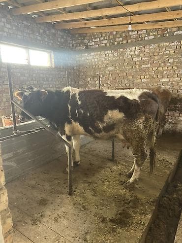 маленький баран: Продаю | Корова (самка) | Для молока | Привязанные — 1