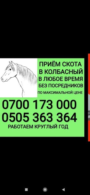 продажа щенков немецкой овчарки с документами в бишкеке: Куплю | Коровы, быки, Лошади, кони, Другие с/х животные | Круглосуточно, Любое состояние, Забитый — 1