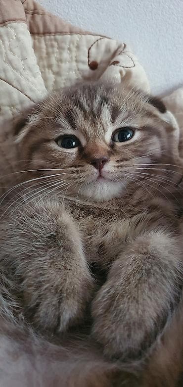 Скотиш Фолд (Шотландская вислоухая), 2 месяца, Девочка, Золотая шиншилла, Метис, Приучена к лотку, Проглистована