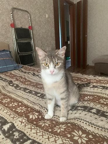 Кошка даром: Беспородная, 8 месяцев, Девочка, Приучена к лотку