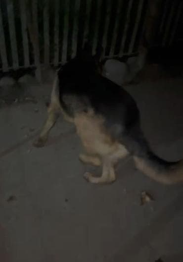 собака беловодск: Немецкая овчарка, 1 год, Самец — 5