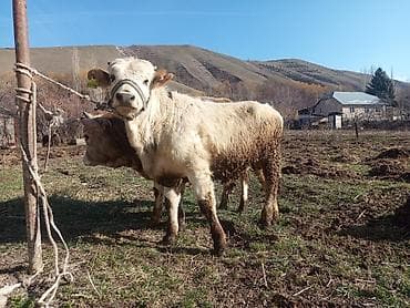 бык бык: Продаю | Бык (самец) | На откорм | Привязанные — 5