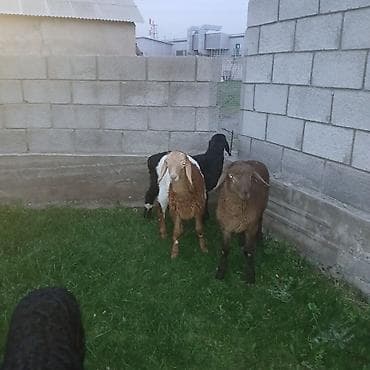 котята беловодск: Продаю | Овца (самка) | Для разведения — 4