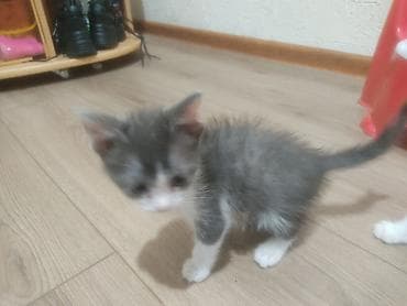 кошка беловодск: Здравствуйте, отдам котята в добрые руки бесплатно! Они очень умные — 1