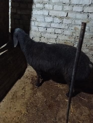 птицы бишкека: Продаю | Овца (самка) | Для разведения | Матка — 2