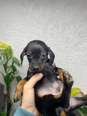 Такса, 2 месяца, Самец, С прививкой — 4