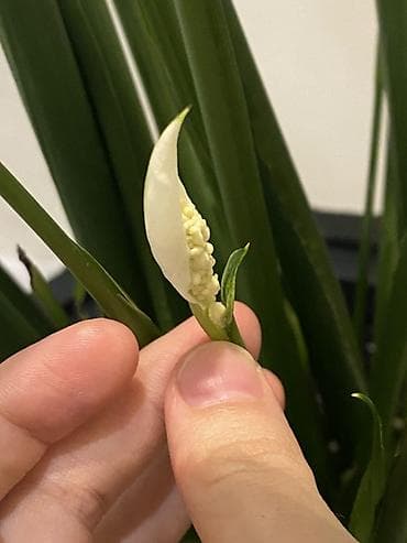 цветы домашние: Спатифиллум (Spathiphyllum), комнатное растение Продается вместе с — 4