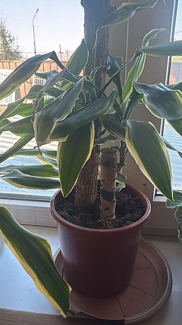 купить квартиру в бишкеке аламедин 1: СРОЧНО! Продаётся 1-комнатная с мебелью квартира в ЖК «Кут» 📍 Район — 2