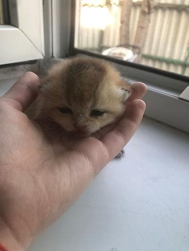 мыши: Представляем котят с мягкой золотистой шерстью, которые ищут свой — 6