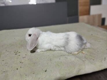 рюкзак для животных: Декаративний карлик 😍😍😍😍😍😍😍😍😍😍😍😍😍😍😍😍😍😍😍😍😍😍😍🥰🥰🥰🥰🥰🥰🥰🥰🥰🥰🥰🥰 подарочные — 4