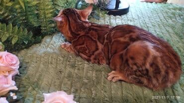 купить породистых котят: Шикарные бенгальские котята 3-4мес. Лучший подарок для любящего — 13