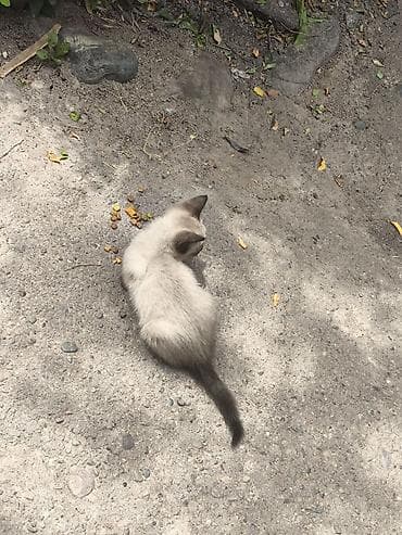 кошку: Отдам сиамского котенка в хорошие руки БЕСПЛАТНО. Котенок идеального — 2