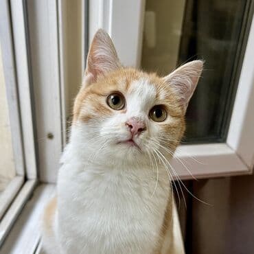 отдам котенка в добрые руки: Молодой рыжик в добрые руки Мальчик, очень ласковый и пушистый Лоток — 1