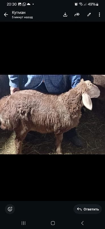 корм животным: Продаю | Ягненок, Баран (самец) | Арашан | Для разведения | Осеменитель — 1