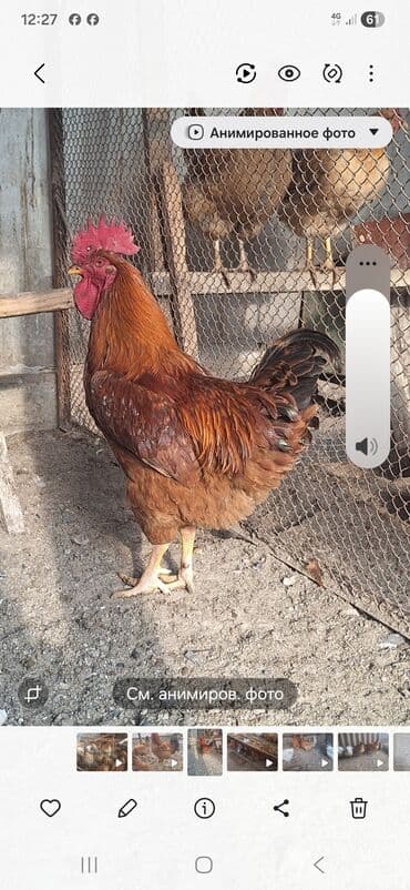 Иттер: Сатам | Короздор | Көбөйтүү үчүн — 1