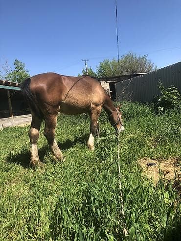 утята муларды купить: Продаю | Жеребец | Полукровка | Конный спорт | Племенные — 2