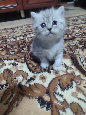 вислоухий: Продаются шотландские котята мальчик скоттиш фолд ( висячие ушки) и — 2