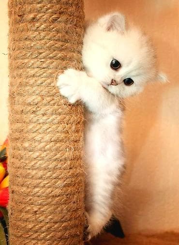 щенок дратхаара: Британская короткошёрстная, 1 месяц, Мальчик, Серебристая шиншилла, Приучена к лотку — 1