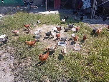 С/х животные и товары: Продаю | Цыплята | Домашняя | Для разведения — 4