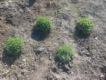 астра цветы: Очиток (Седум) крупный, декоративный многолетник - Сортовая группа — 5