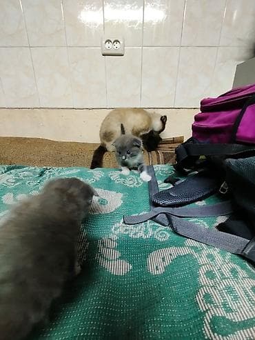 Мышыктар: ОТДАЮ КОТЯТ!! В ХОРОШИ РУКИ!! Котята на половину веслоухии, хороши — 3
