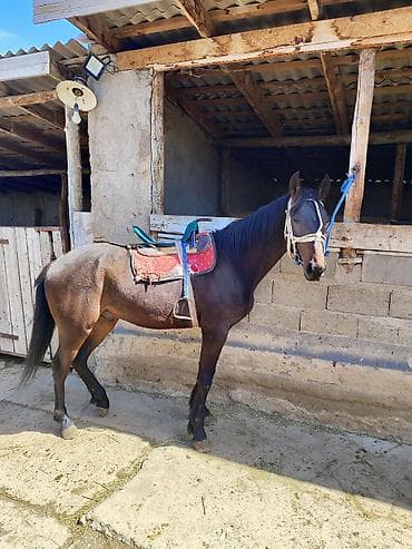 обезьяна живой: Продаю | Кобыла (самка) | Рабочий — 1