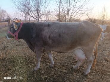 сколько стоит питбуль щенок: Продаю | Корова (самка) | Швицкая | Для молока | Искусственник — 1