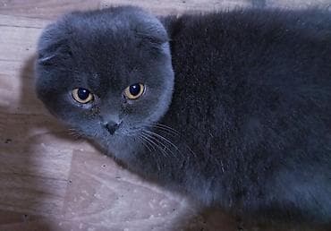 малинкий кошка: Шотландская вислоухая, скоттиш-фолд, кошка, нужен кот для вязки — 1