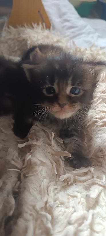 купить кошку манчкин: Мейн-Куны 🥰🥰🥰. Предлагаются к брони 🐱 Рысята ♥️ Чистокровные — 5