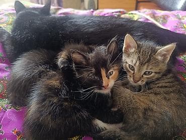 черепаховая кошка цена: Котята домоседы, короткошерстные и пушистые, из одного помёта. отдам — 3