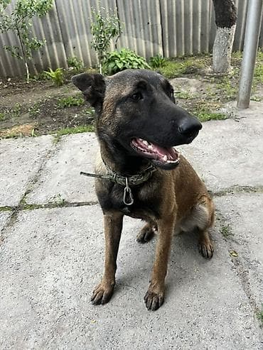 Животные: Бельгийская овчарка, 8 месяцев, Самец, С родословной, С прививкой — 3