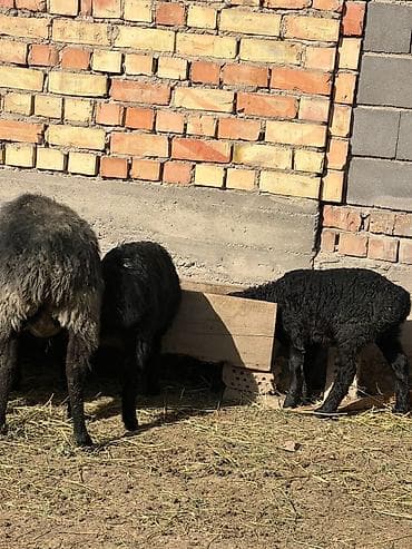 кролик баран: Продаю | Овца (самка) | Для разведения | Матка — 3