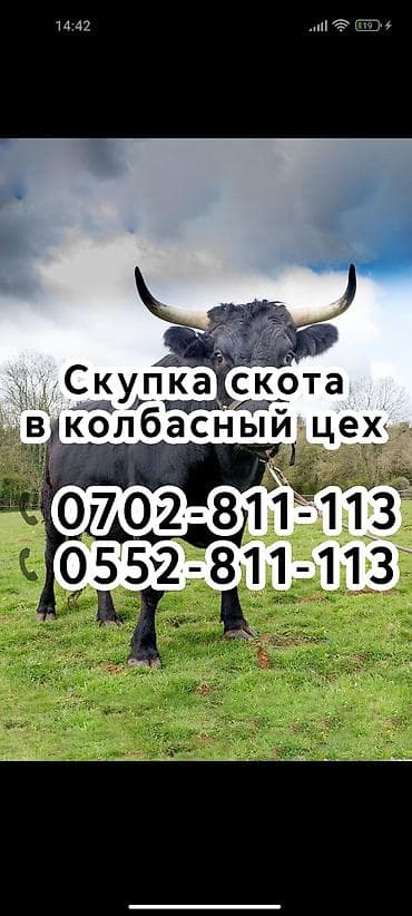 домашняя собака: Колбасный цех, Частное лицо : Лошади, кони, Другие с/х животные, Коровы, быки, | Любое состояние, Забитый, На откорм — 1