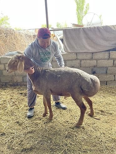 ит нарын: Сатам | Кочкор (эркек) | Көбөйтүү үчүн | Асыл тукумдуу — 1