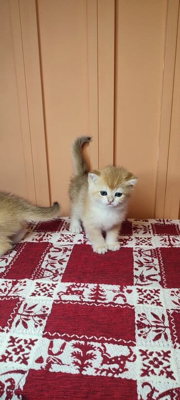 шотландские вислоухие котята купить: Открыто бронирование Британские котята, окрас золотой шиншилла — 2