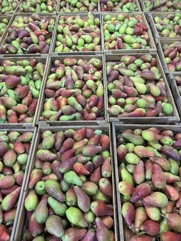 акча сактагыч: Алмуруттар Дүңүнөн, Өзү алып кетүү — 3