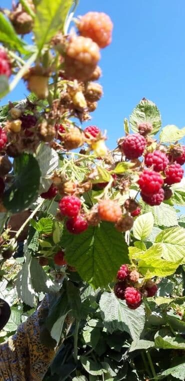 Садовые инструменты и инвентарь: Продаю саженцы ремонтантной малины.
Новопавловка — 5