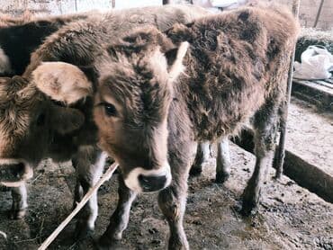 продам бу оборудование для птицефабрики: Продаю | Бык (самец) | Швицкая, Симментальская, Аулиекольская | На откорм — 25