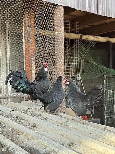 куры циплята: Продаю | Куры, Петух — 3