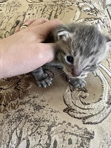 даром котята: Котята, домашние, пушистые малыши. Описание: - Возраст: 1 месяцев - — 1