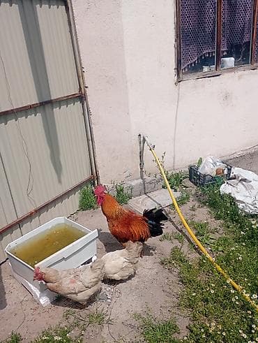 голуб павлин: Продаю | Петух | Для разведения — 2