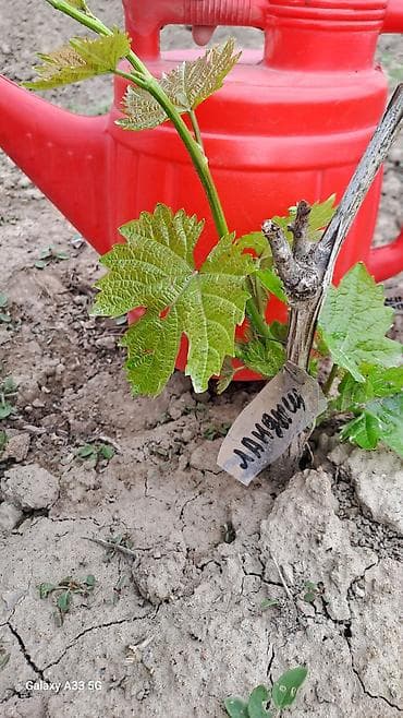 здоровое пртание: Саженцы винограда (разные сорта) - Молодые укоренённые кустики — 2