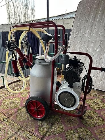 малек карася: Продаю | Корова (самка) — 1