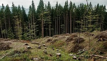 Бактарды кыюу, отундарды даярдоо: Услуги по расчистке и валке леса/участков - Профессиональная — 2