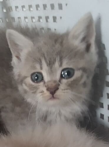 кот вислоухий купить: Скотиш Фолд (Шотландская вислоухая), 2 месяца, Девочка, Приучена к лотку, Проглистована — 1