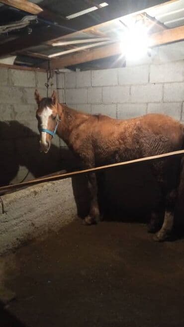 куры тоджон: Продаю | Жеребенок | Рабочий — 2