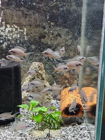 вислоухие котята бишкек цена: Цихлиды-подростки оптом! - бирюзовая акара - голубой дельфин - — 25