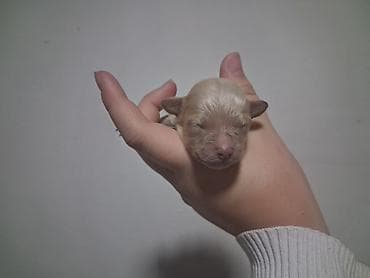 карлики кур: Пудель, 1 месяц, Самка — 3