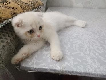 кошка талас: Британская короткошёрстная, 3 месяца, Мальчик — 2